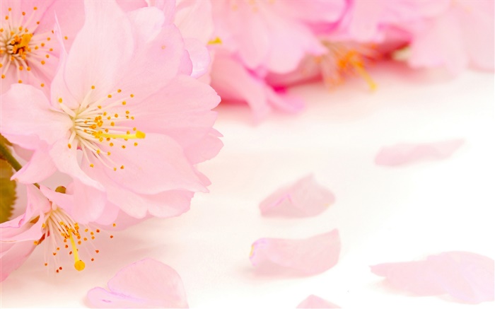 Розовые цветы яблоко крупным планом обои,s изображение