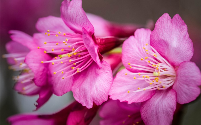 Розовые цветы макросъемки, пестик обои,s изображение