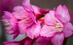 Розовые цветы макросъемки, пестик HD обои