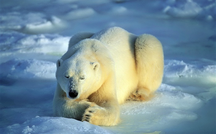 Белый медведь во сне обои,s изображение