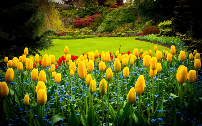 Queen Elizabeth Park, Канада, желтые тюльпаны, лужайка обои,s изображение