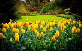 Queen Elizabeth Park, Канада, желтые тюльпаны, лужайка