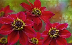 Красные цветы макросъемки, лепестки, пестик HD обои