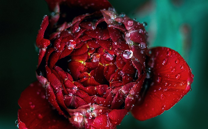 Красная роза цветок крупным планом, роса обои,s изображение