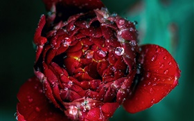 Красная роза цветок крупным планом, роса HD обои