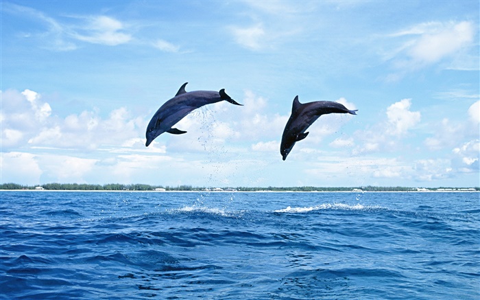 Морские животные, дельфины, прыжки обои,s изображение