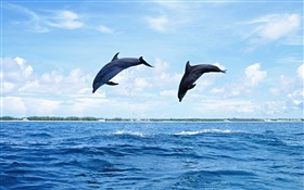 Морские животные, дельфины, прыжки HD обои