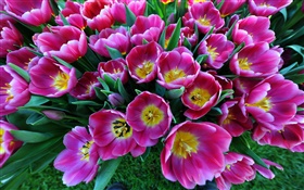 Весенние цветы, фиолетовые тюльпаны HD обои