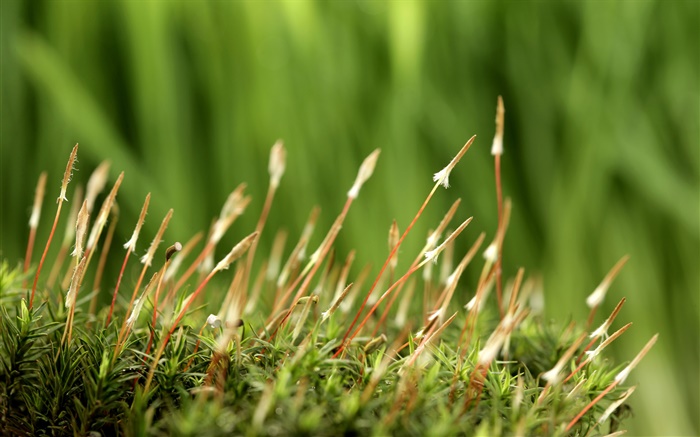 Весна, трава, зеленый фон обои,s изображение