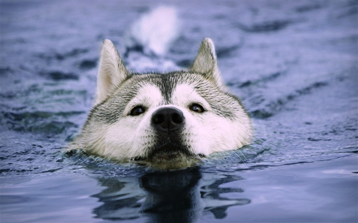 Волк плавать в воде обои,s изображение