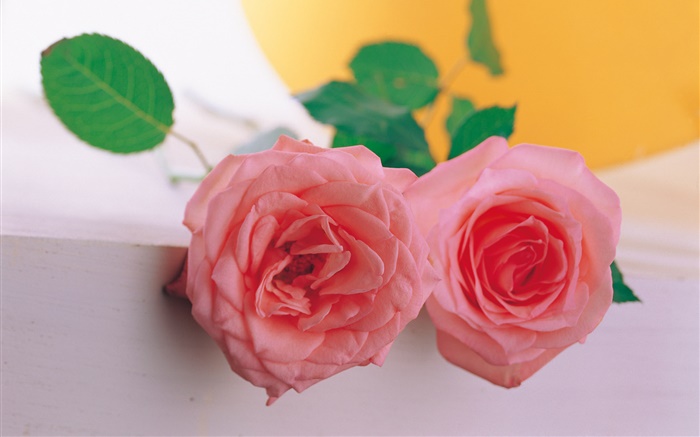 Пара розовых роз обои,s изображение
