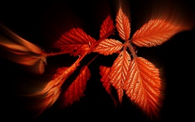 Осень, красные листья, черный фон HD обои