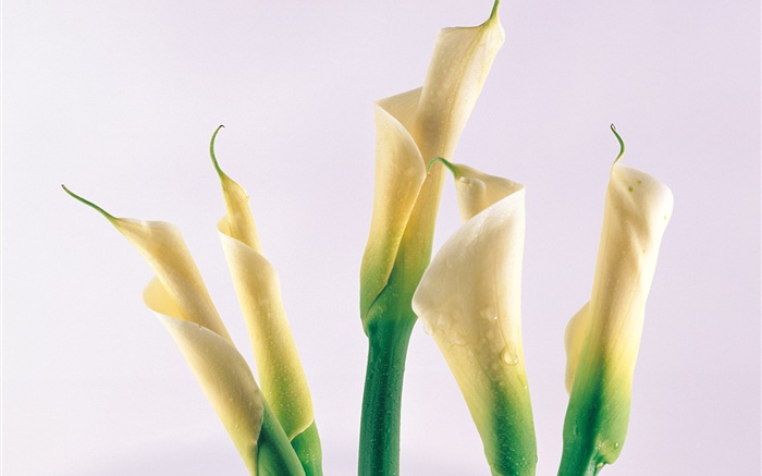 Калла лилии, капли воды обои,s изображение