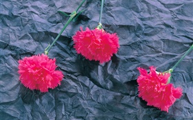 Гвоздики, розовые цветы