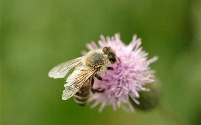 Насекомое пчела макро, розовый цветок обои,s изображение