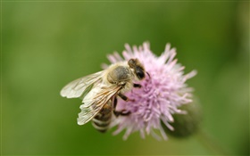 Насекомое пчела макро, розовый цветок HD обои