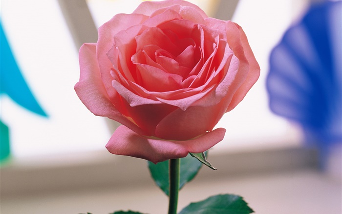 Одна розовая роза обои,s изображение