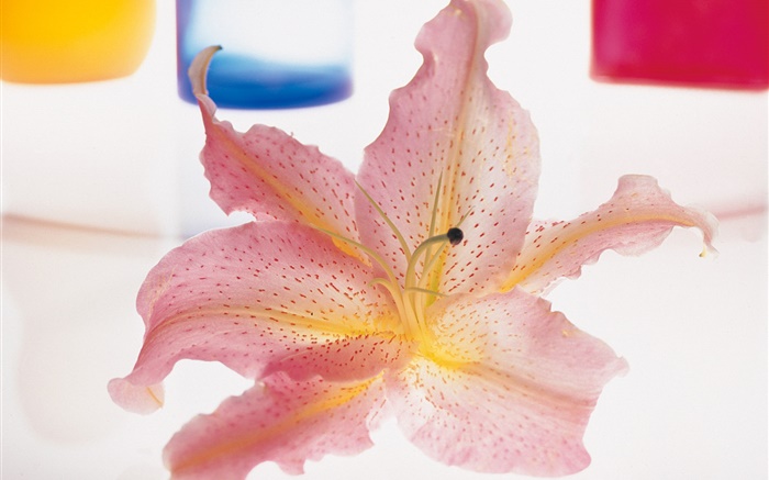 Розовые лепестки лилии крупным планом обои,s изображение