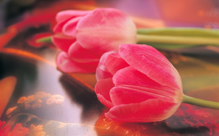Розовые тюльпаны, цветок крупным планом обои,s изображение