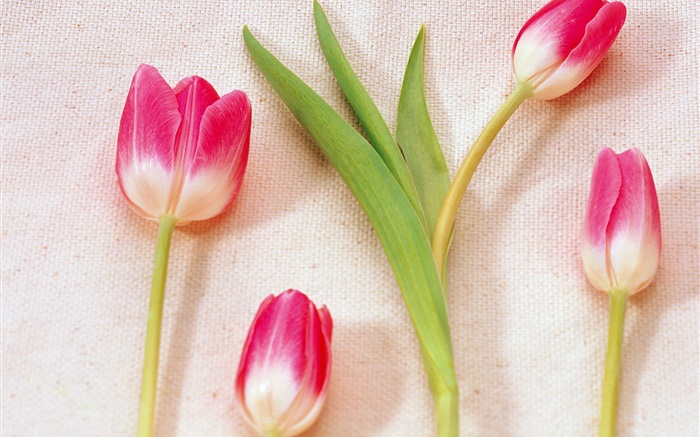 Розовые лепестки белые тюльпаны обои,s изображение