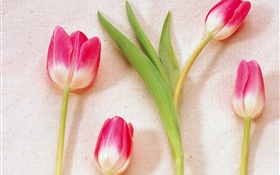 Розовые лепестки белые тюльпаны HD обои
