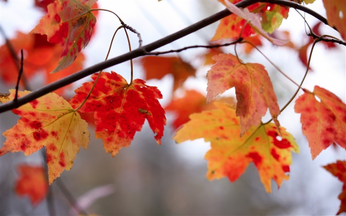 Красные листья, веточки, осень обои,s изображение