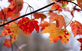 Красные листья, веточки, осень HD обои