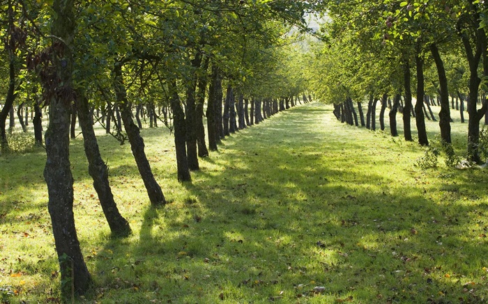 Лето, деревья, дорога, зеленая трава обои,s изображение