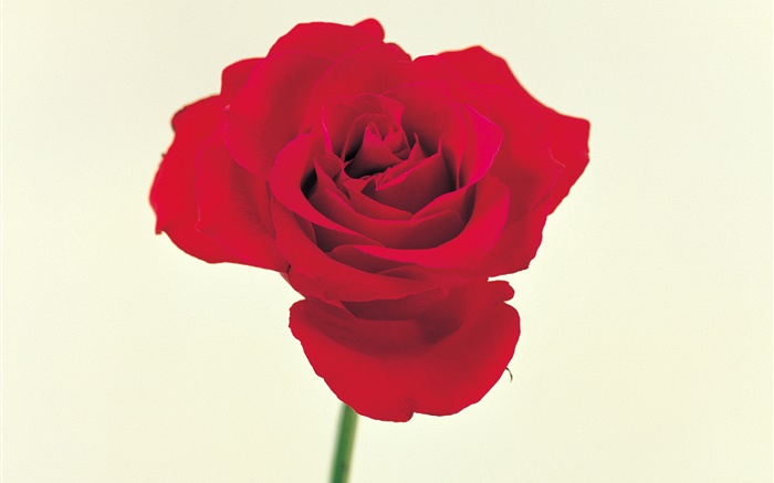 Одна красная роза обои,s изображение