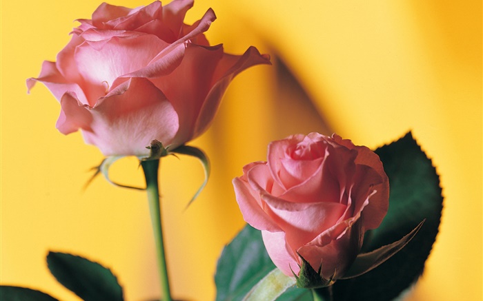 Розовая роза, желтый фон обои,s изображение