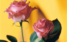 Розовая роза, желтый фон HD обои