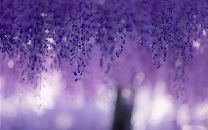 Глициния, фиолетовые цветы, занавески обои,s изображение