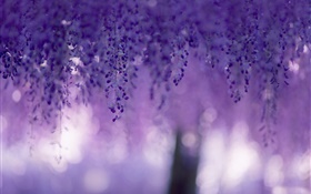 Глициния, фиолетовые цветы, занавески