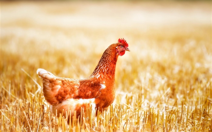 Курица в траве обои,s изображение