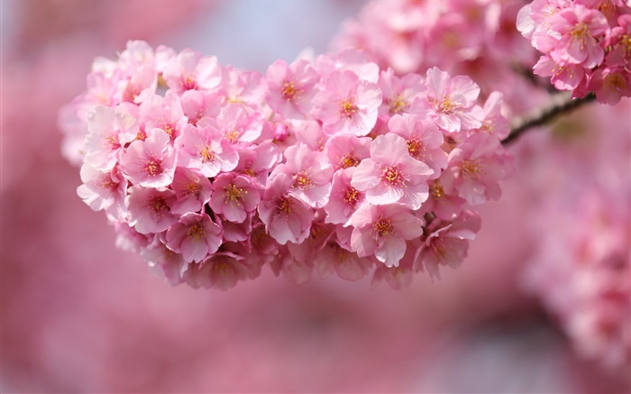 Розовые цветки вишни, весна обои,s изображение