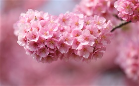 Розовые цветки вишни, весна HD обои