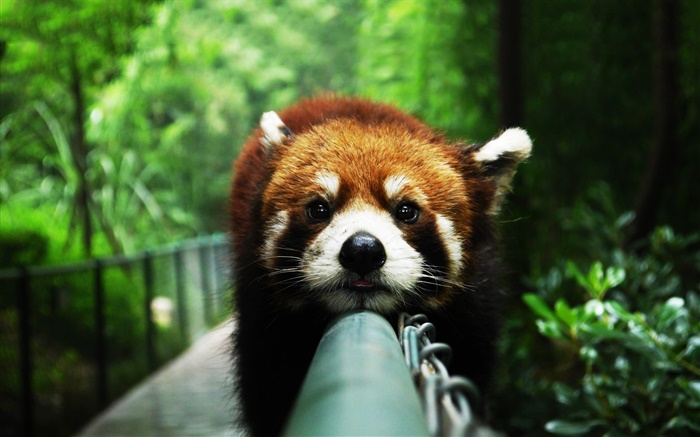 Красная панда отдыхает на заборе обои,s изображение