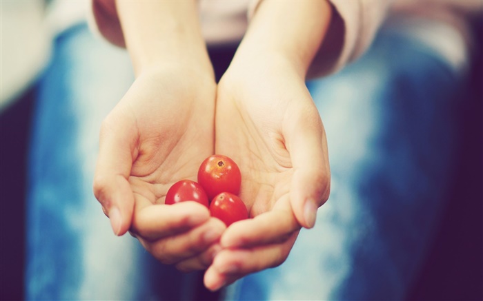 Маленький помидор в руках обои,s изображение