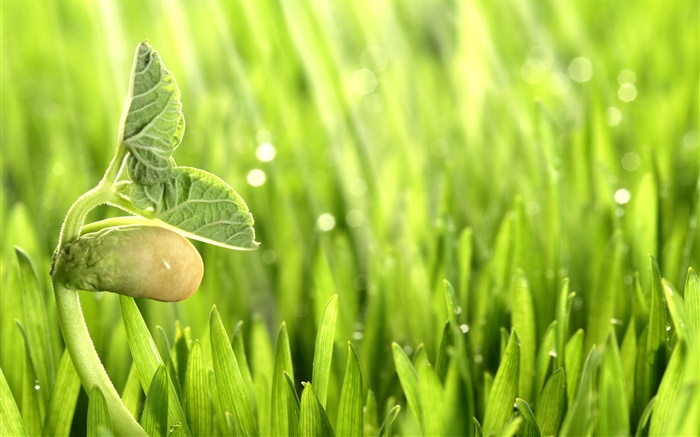 Весна, трава, побеги, зеленый обои,s изображение