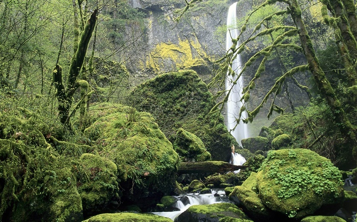Водопад, мох, камни, деревья обои,s изображение