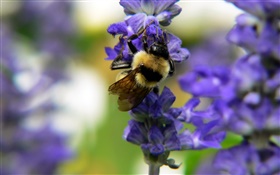 Насекомые пчела, синие цветы, боке HD обои