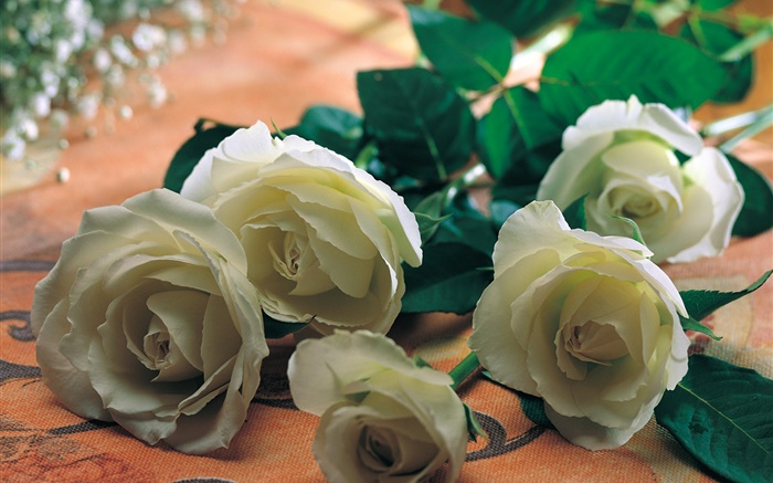Белые розовые цветы обои,s изображение