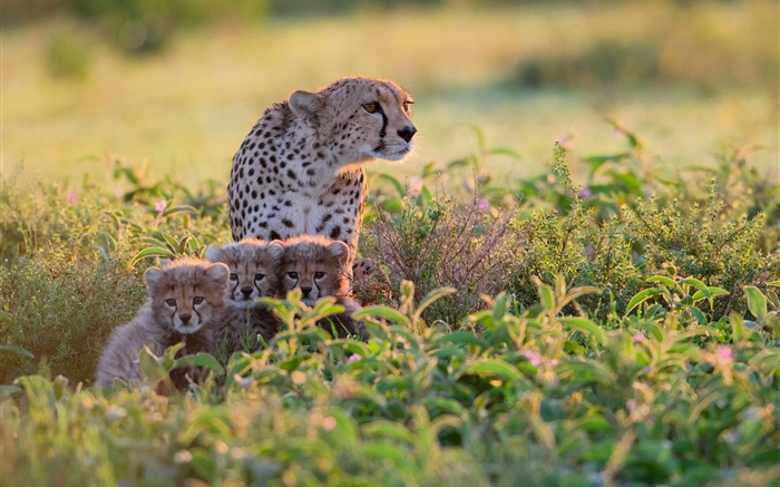 Африка, Танзания, семья гепардов, кустарники обои,s изображение
