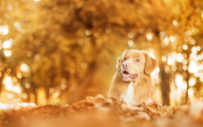 Осень, собака, блики, размытые обои,s изображение