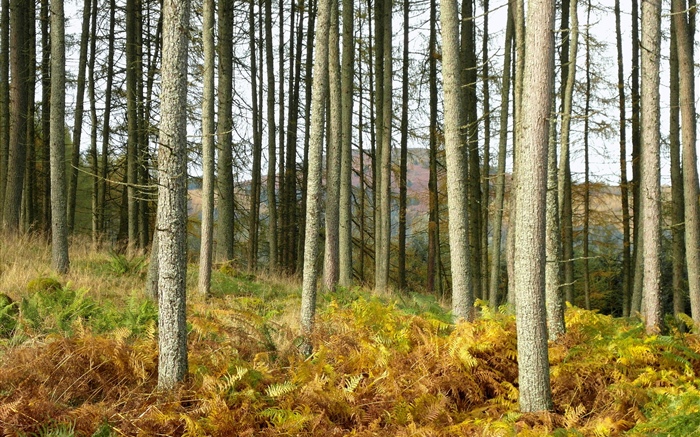 Осень, трава, деревья, лес, склон обои,s изображение