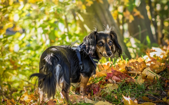 Черная собака оглядывается назад, листья, осень обои,s изображение