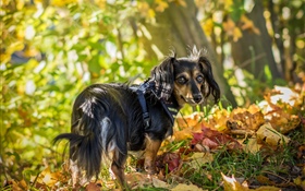 Черная собака оглядывается назад, листья, осень HD обои
