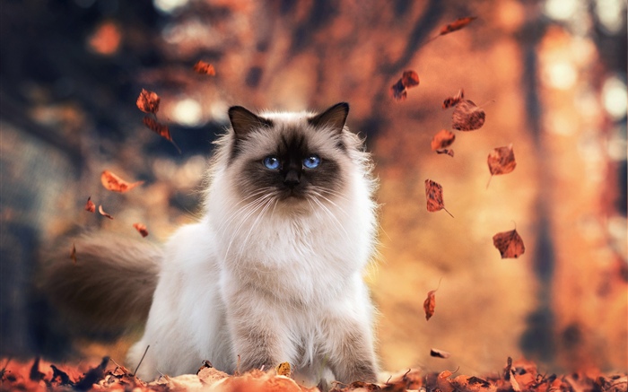 Голубые глаза кошка, осень, листья обои,s изображение