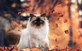Голубые глаза кошка, осень, листья HD обои