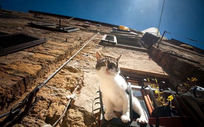 Кошка сидит у окна к наблюдению обои,s изображение
